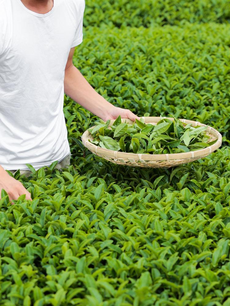 Organic Hachijyu-Hachiya Loose Leaf Green Tea