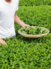 Organic Hojicha Loose Leaf Green Tea