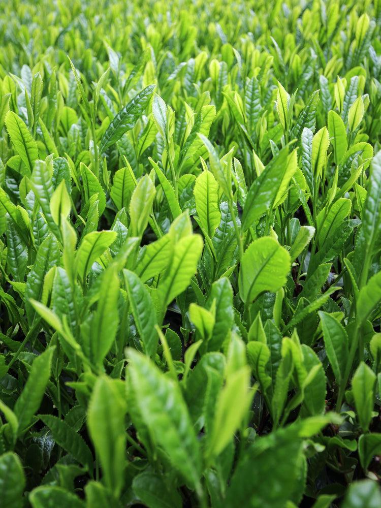 Organic Genmaicha Green Tea Bags